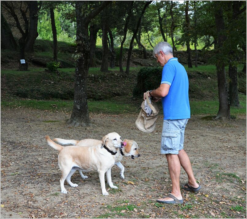 Truffle dogs